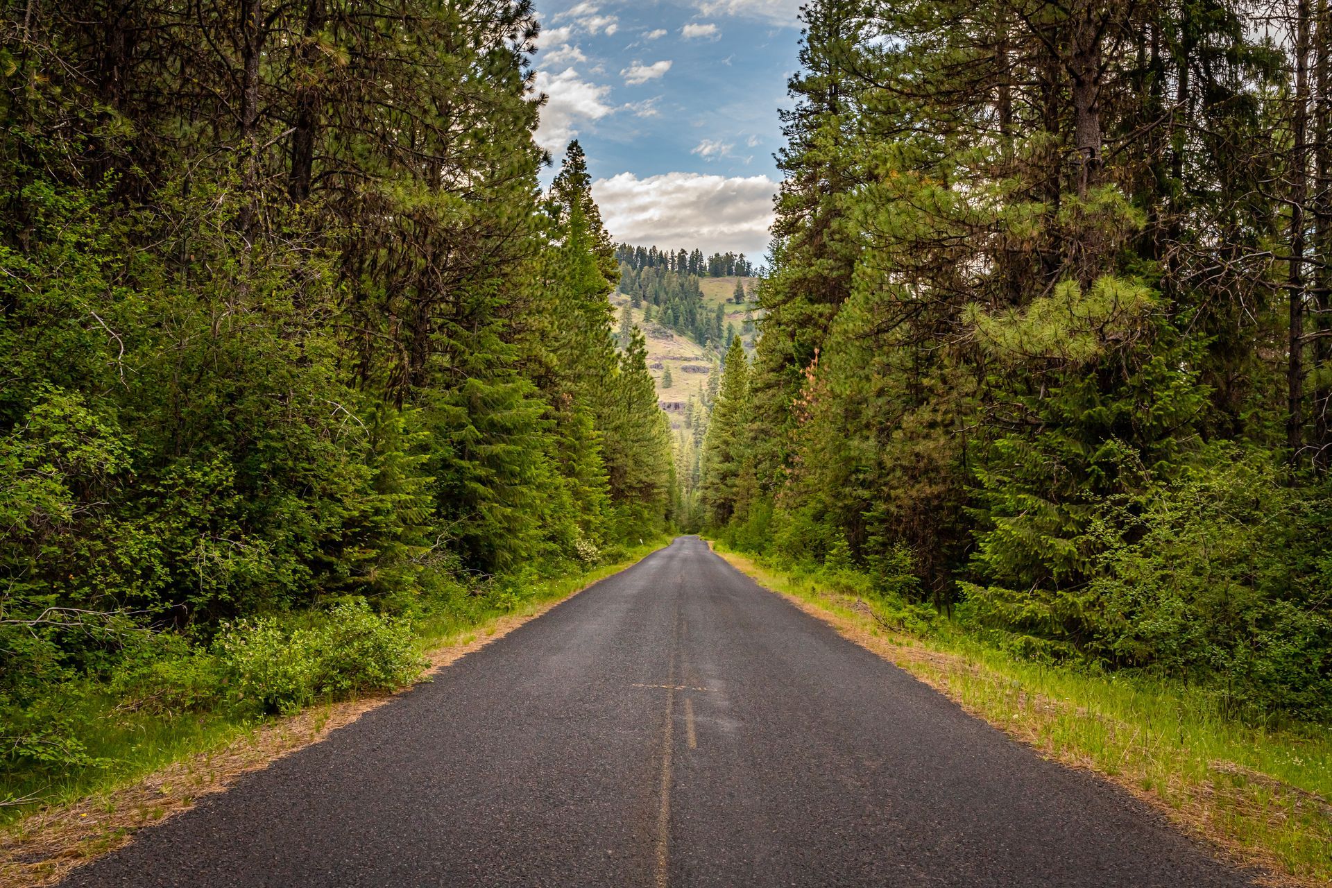 A road going through a forest with trees on both sides.