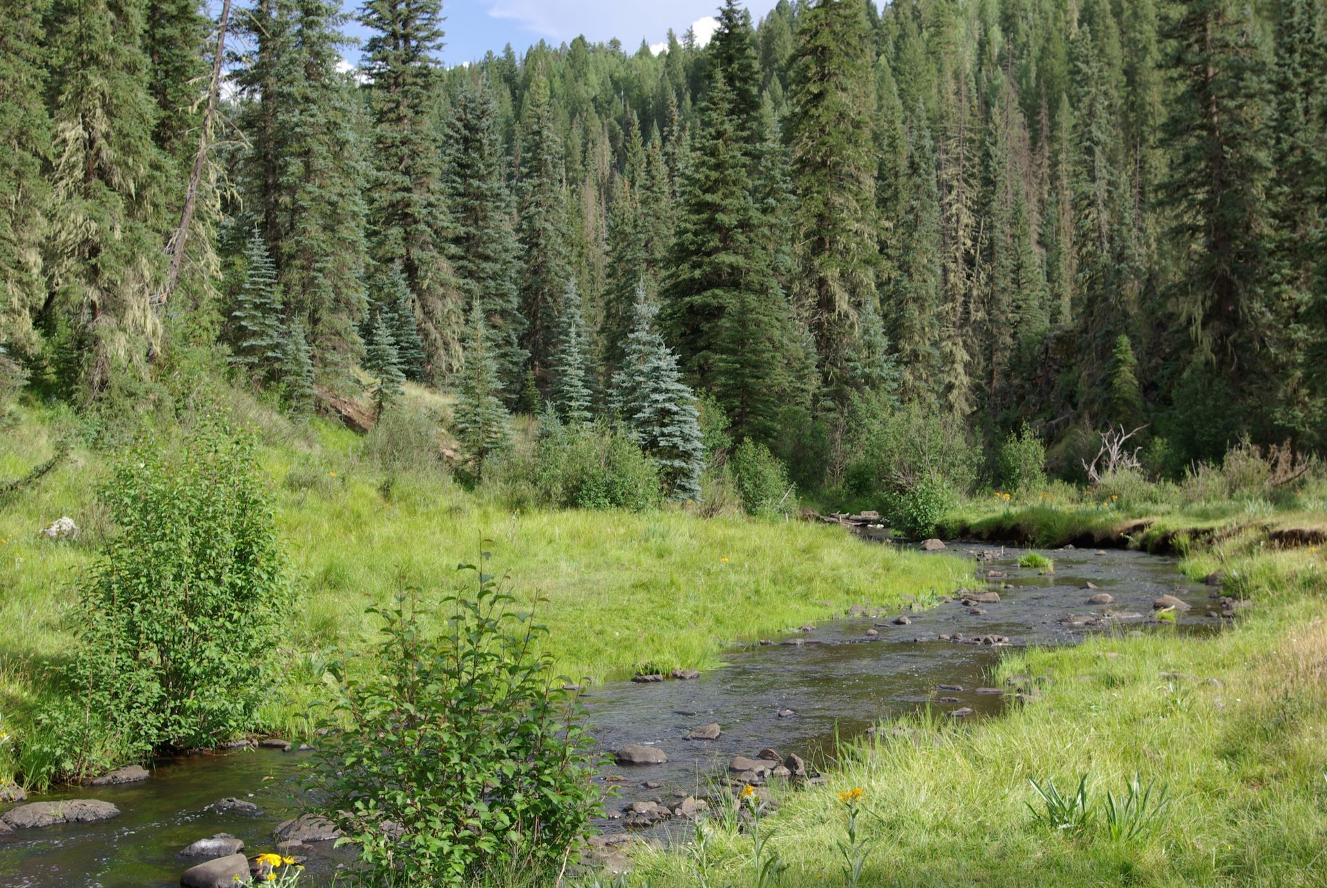 A river flowing through a lush green forest
