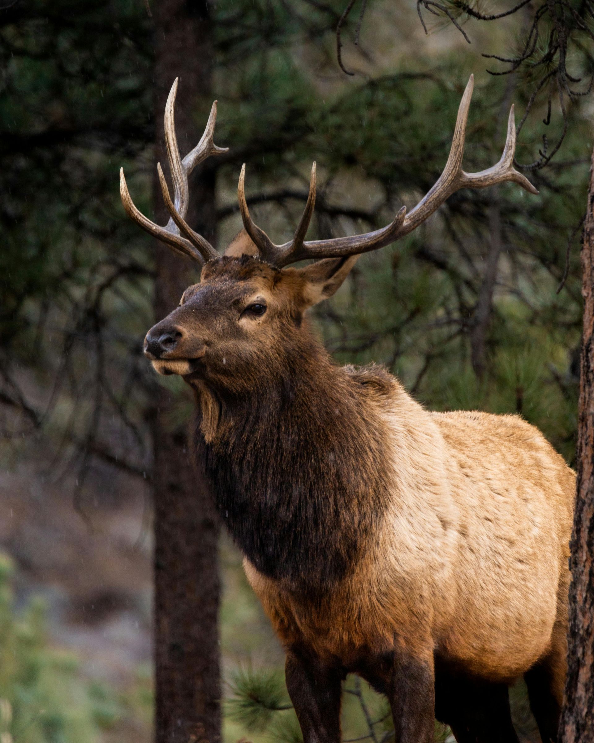 A large elk with antlers is standing next to a tree in the woods.