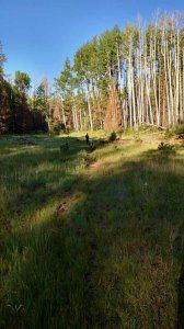 A grassy field surrounded by trees on a sunny day.