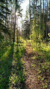 The sun is shining through the trees on a path in the woods.