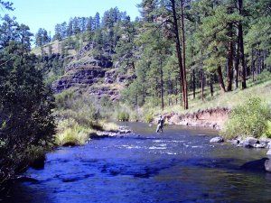 A man is fishing in a river surrounded by trees.