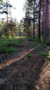 A dirt path in the middle of a forest surrounded by trees.