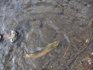 A fish is swimming in the water near some rocks.
