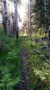 A path in the middle of a forest surrounded by trees and ferns.