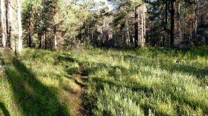 A grassy field in the middle of a forest with trees in the background.