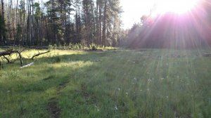 A field of grass with trees in the background and the sun shining through the trees.