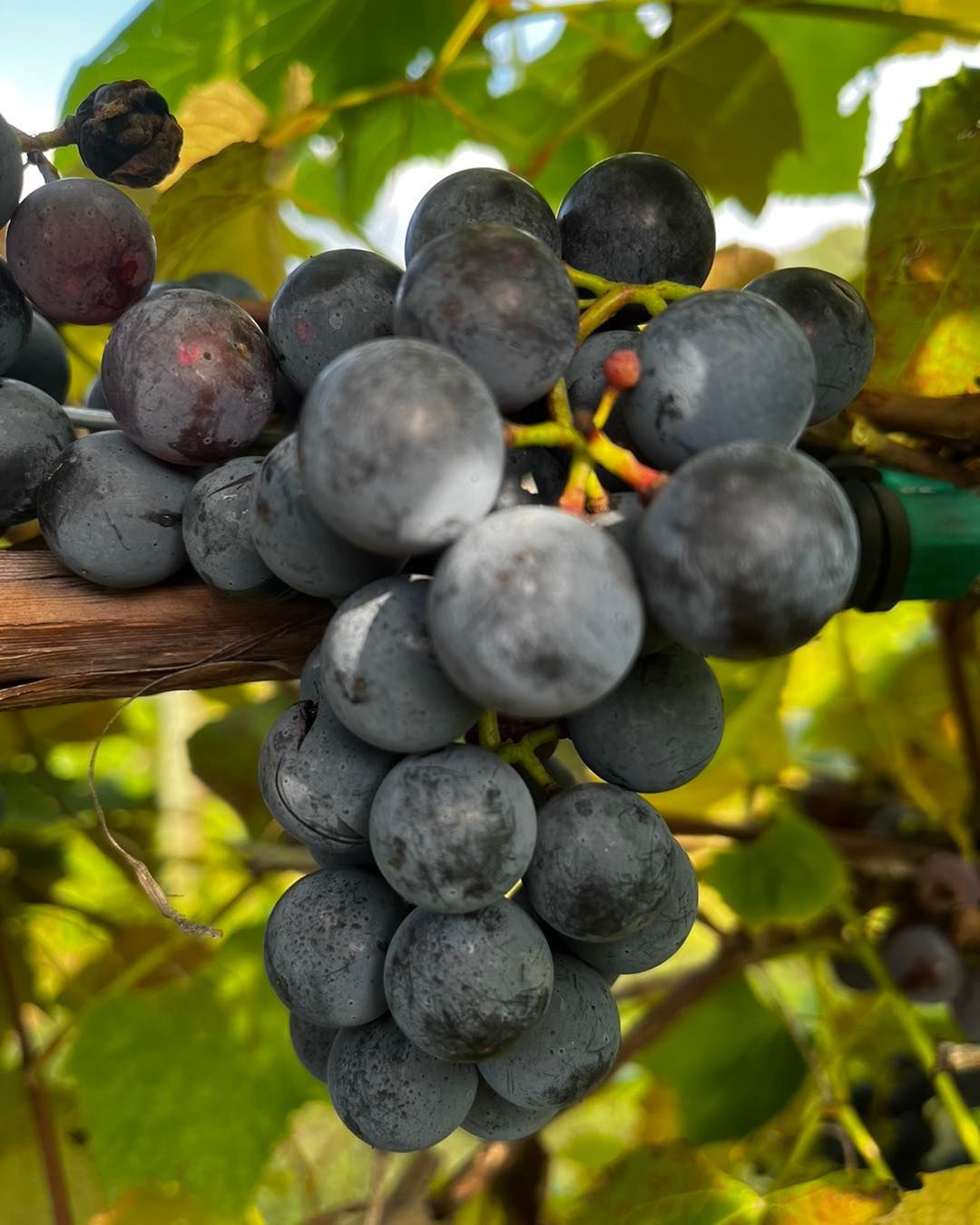 A cluster of ripe, dark purple grapes hanging on a vine.