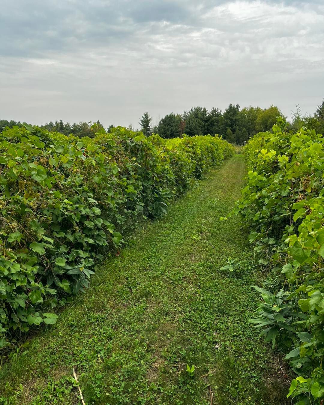 A bunch of bottles of wine are sitting on a table