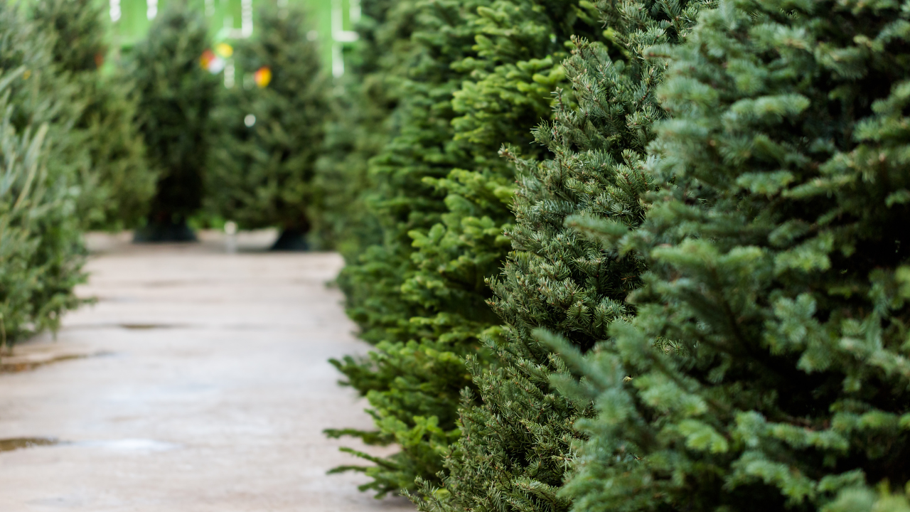 Rows of green Christmas trees line a concrete path, outdoors.