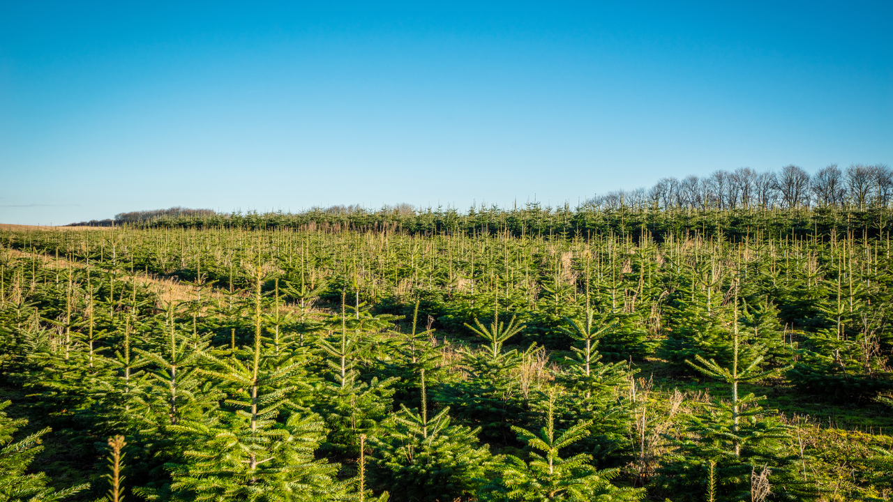 Rows of young Christmas trees growing in a field under a clear blue sky.