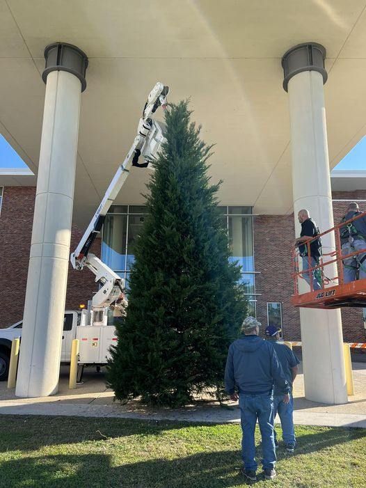 Workers trimming a large Christmas tree under a building's white columns, using a lift.