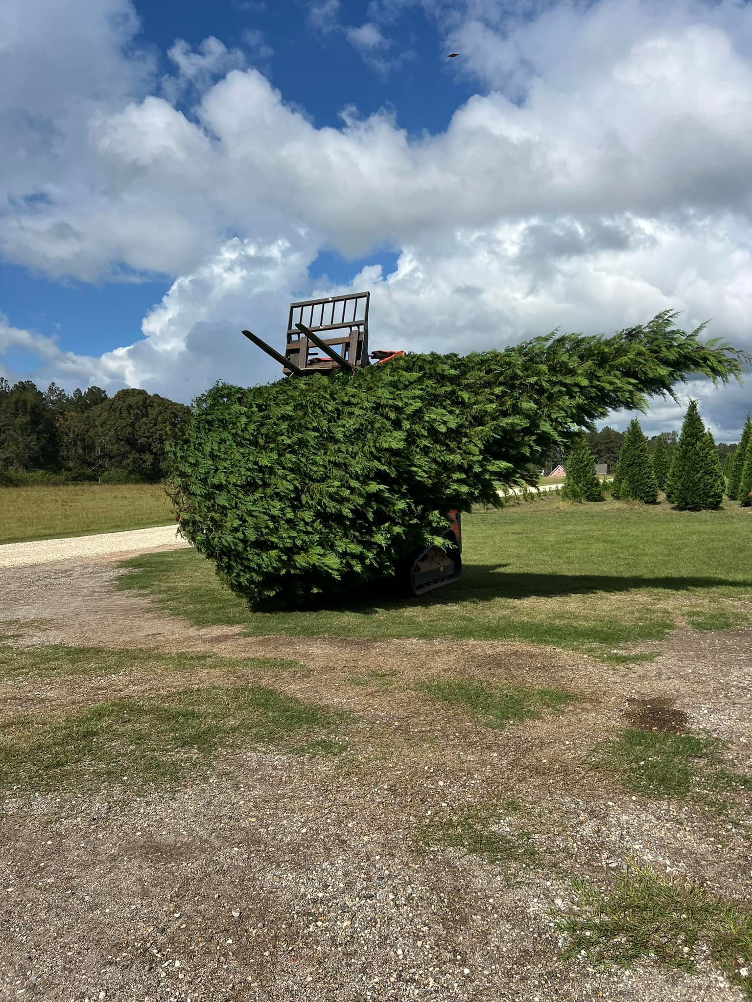 Basketball hoop completely covered in green foliage, set in a grassy field under a cloudy sky.
