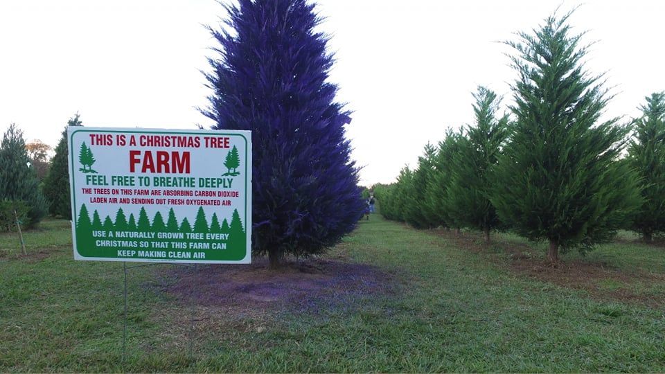 Sign for a Christmas tree farm with rows of trees.