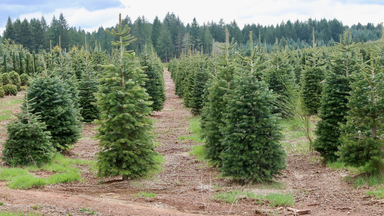 Rows of Christmas trees growing in a tree farm with a forest background.