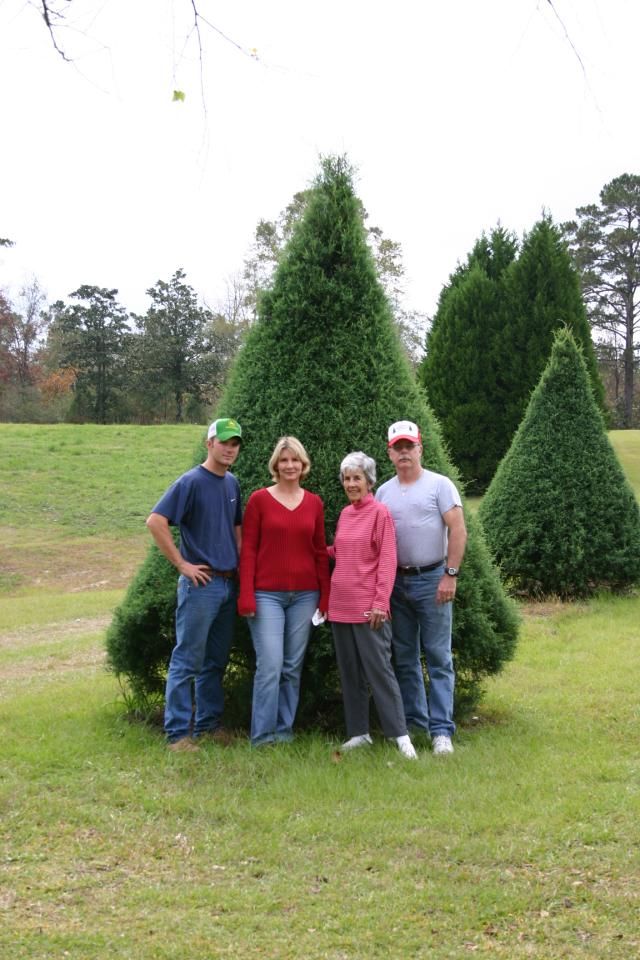 Rows of evergreen trees on a hillside, in a field with cut grass.