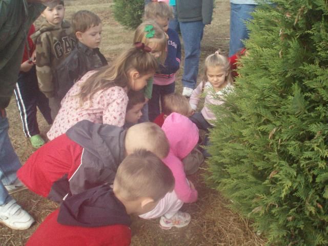Group of children examining a small evergreen tree outdoors.