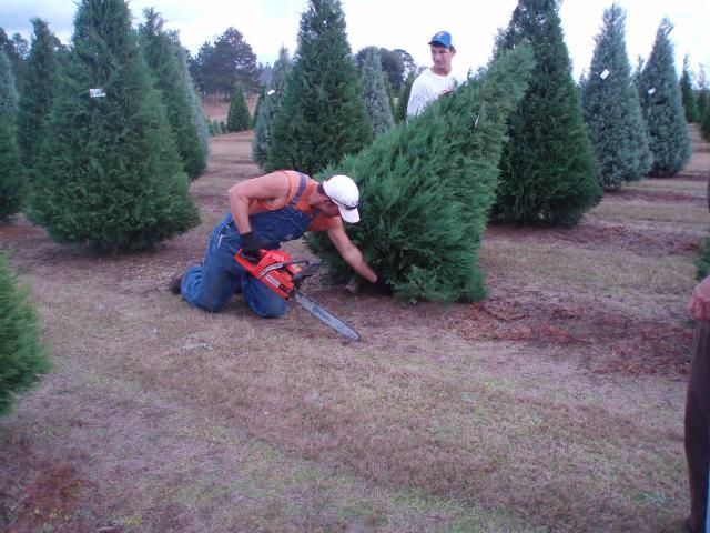 Man in overalls using a chainsaw to cut a Christmas tree in a field, another person watches.