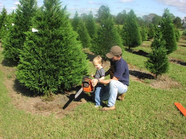Man and child using a chainsaw to cut a Christmas tree in a field of trees.