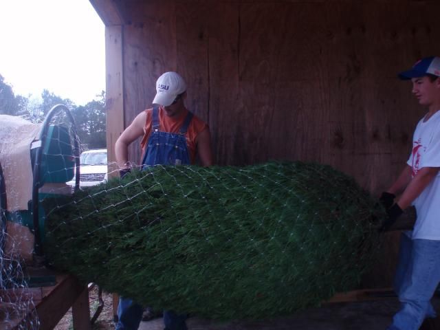 Two people holding a large Christmas tree in a green netting, inside a wooden shed.