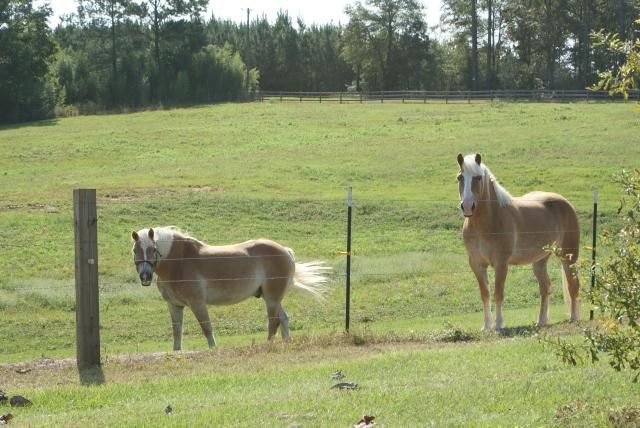 Two tan horses stand in a grassy field behind a fence.