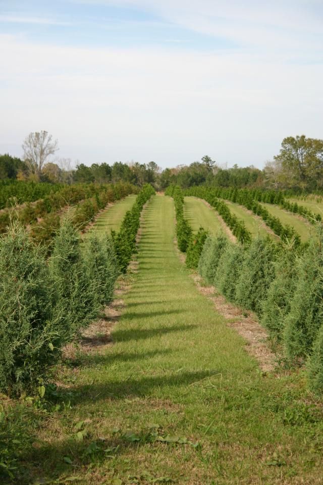 Rows of green evergreen trees in a field, under a blue sky, with grass pathways.
