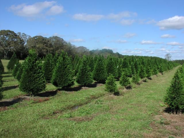 A person in a blue sequined robe, pink scarf, and a shop interior with shelves, and a table of items.