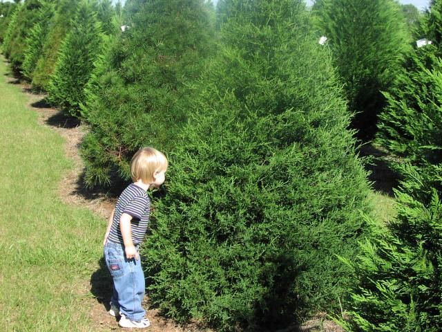 Child looking at a dense, green evergreen tree in a row of trees at a nursery.