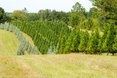Rows of green trees on a grassy hillside, possibly a Christmas tree farm, with trees in various shades of green.