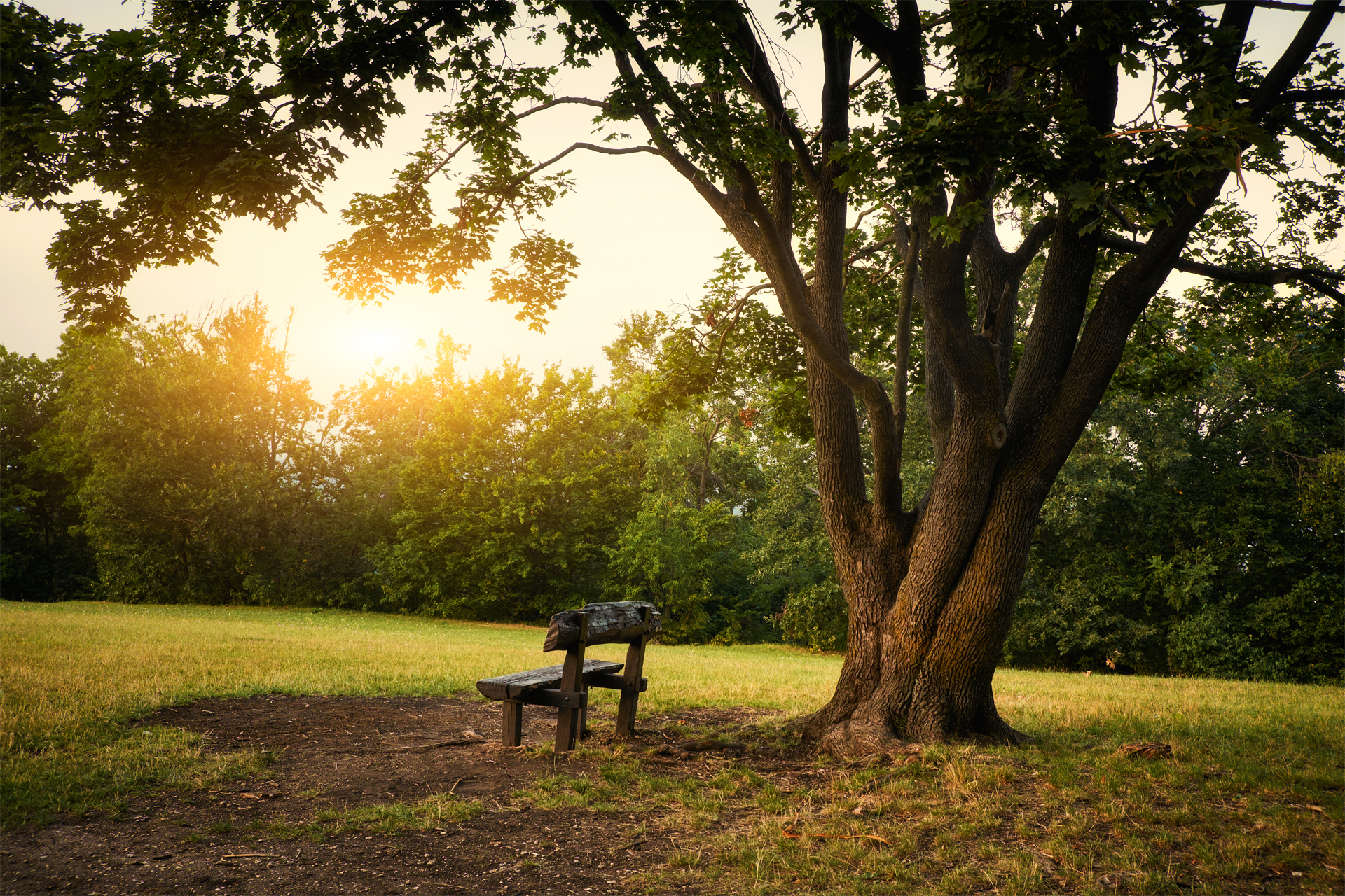 A park bench under a tree in a field with the sun shining through the trees.