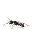 Ants - Pest Control in Wetminster, CO