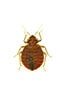 Bed Bugs - Pest Control in Wetminster, CO