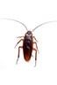 Cockroaches - Pest Control in Wetminster, CO
