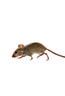 Mice - Pest Control in Wetminster, CO