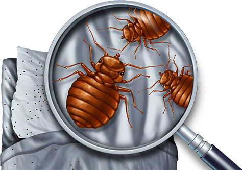 Bed Bug Infestation - Pest Control in Wetminster, CO