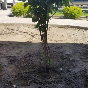 A small tree is growing in the dirt near a sidewalk