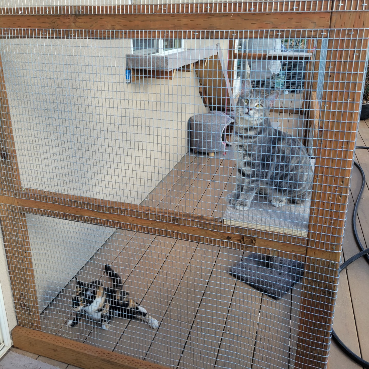 A cat is sitting in a cage on a wooden deck.