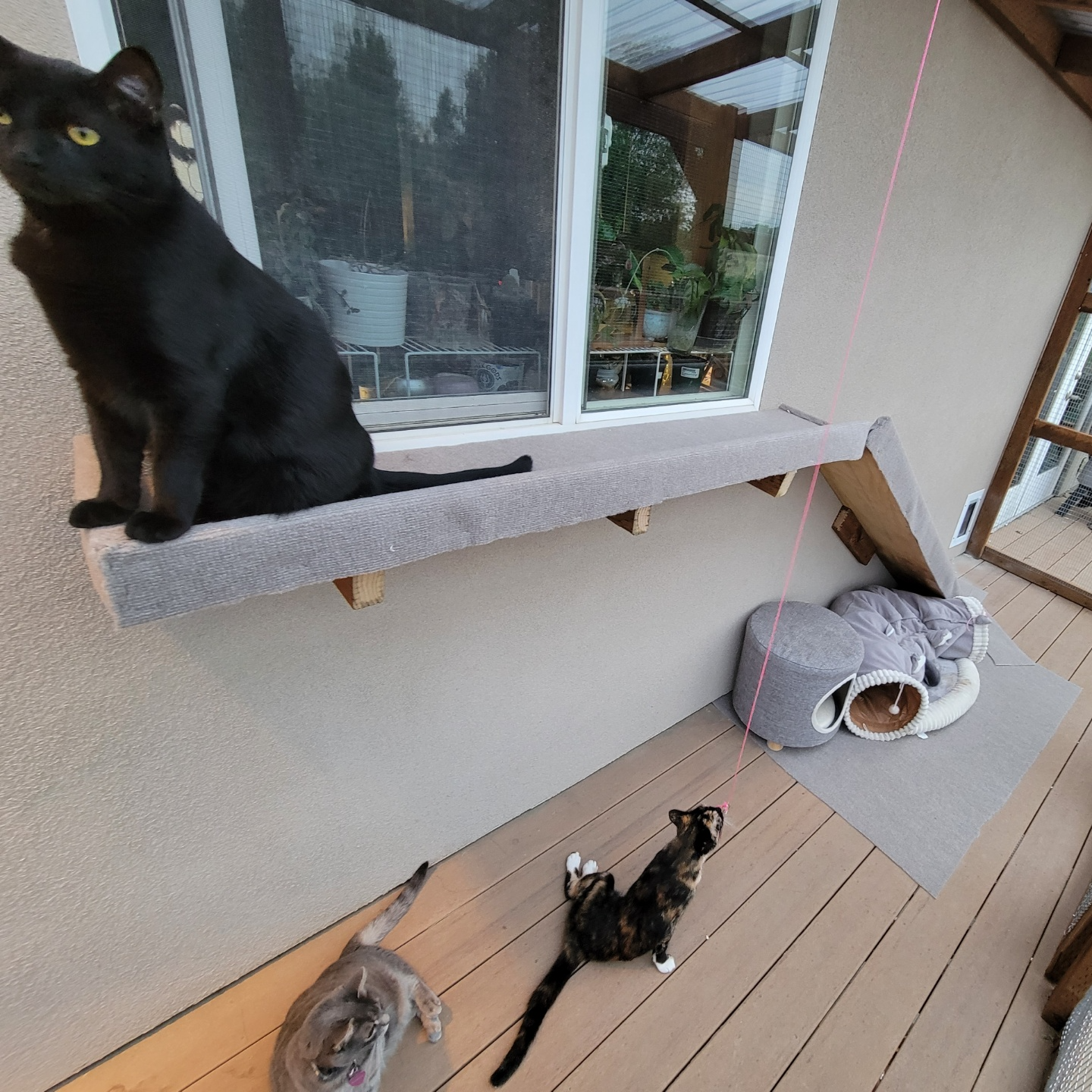 A black cat is sitting on a window sill next to two other cats.