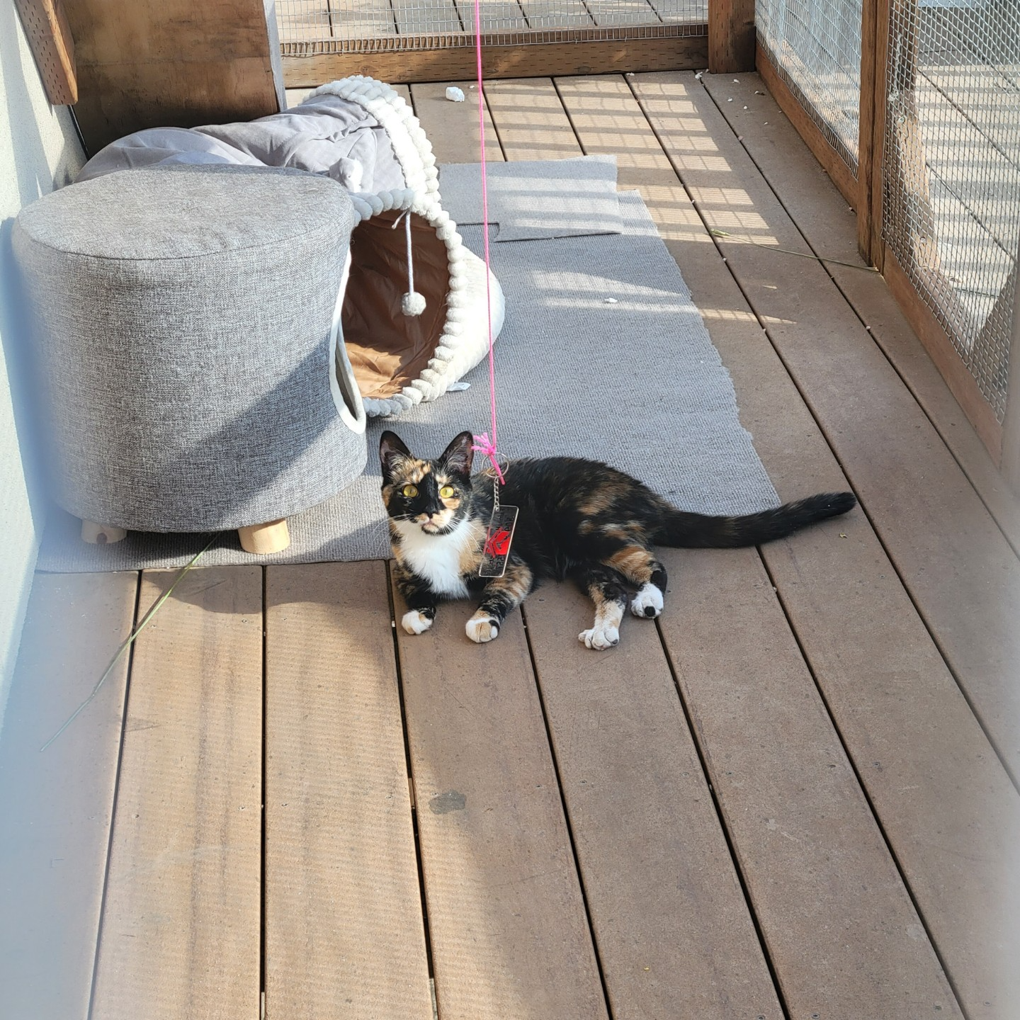 A calico cat is laying on a wooden deck