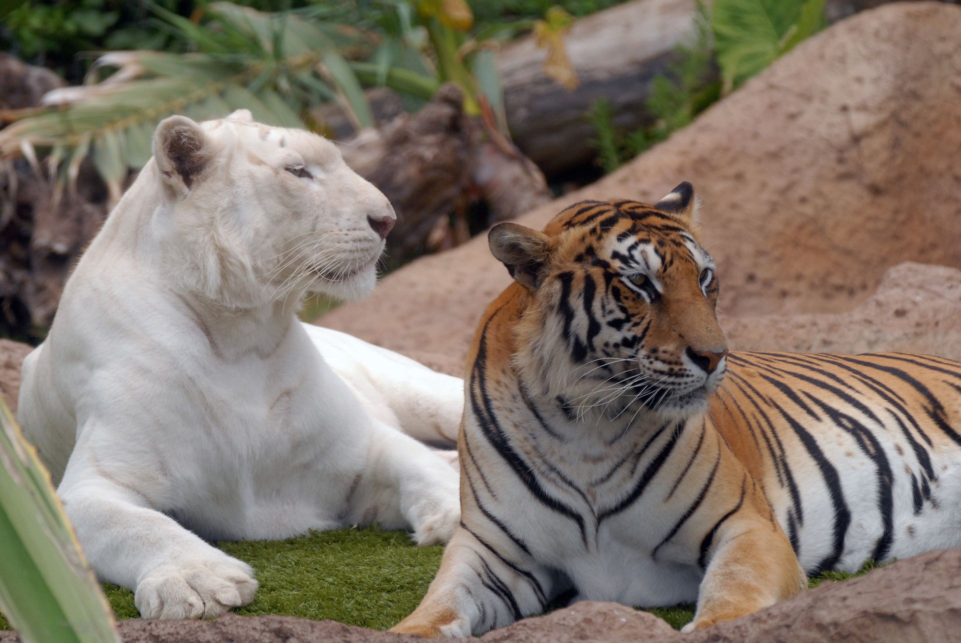 Un tigre blanco y un tigre están acostados uno al lado del otro.