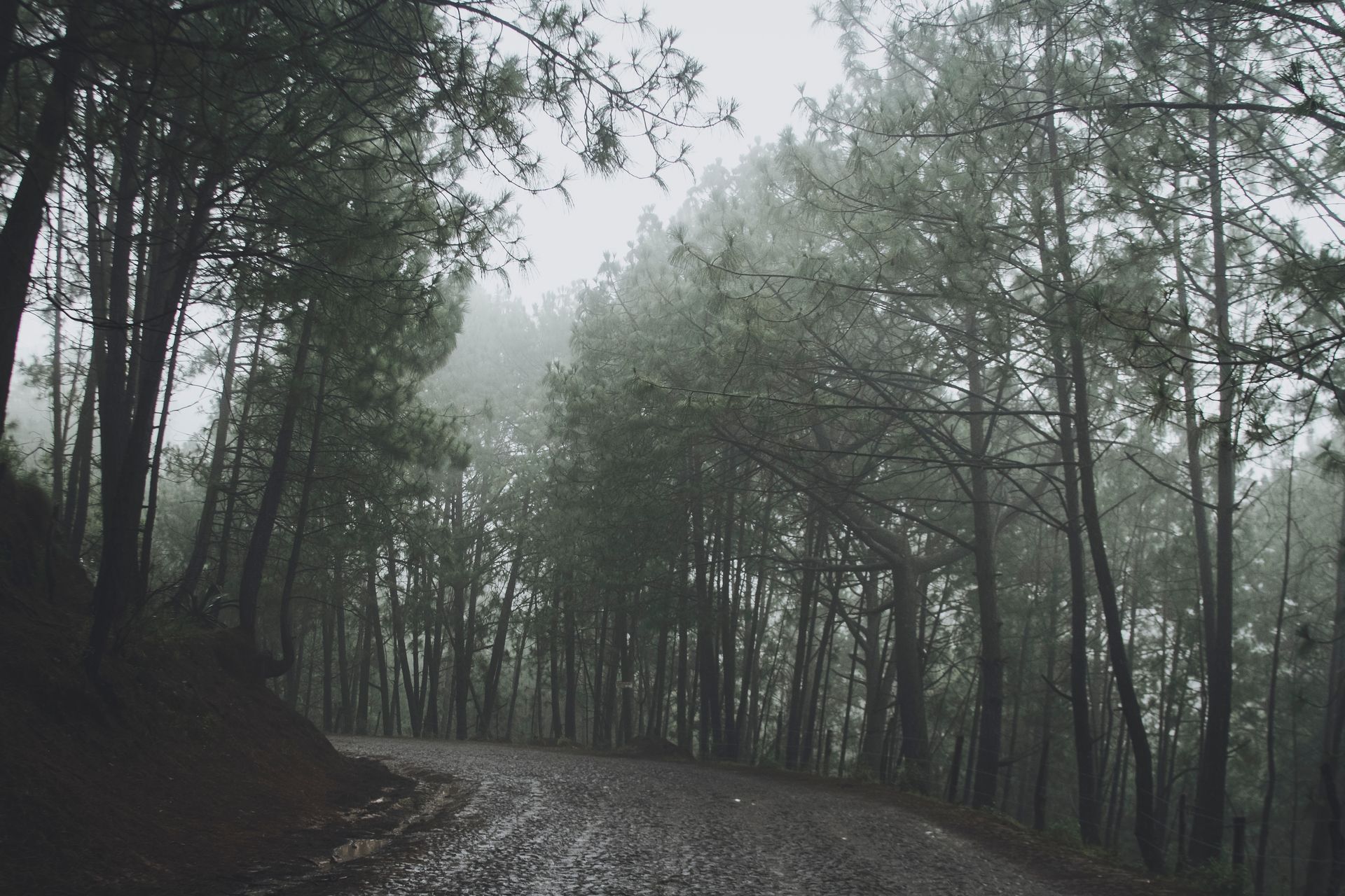 Un camino que atraviesa un bosque neblinoso en un día lluvioso.