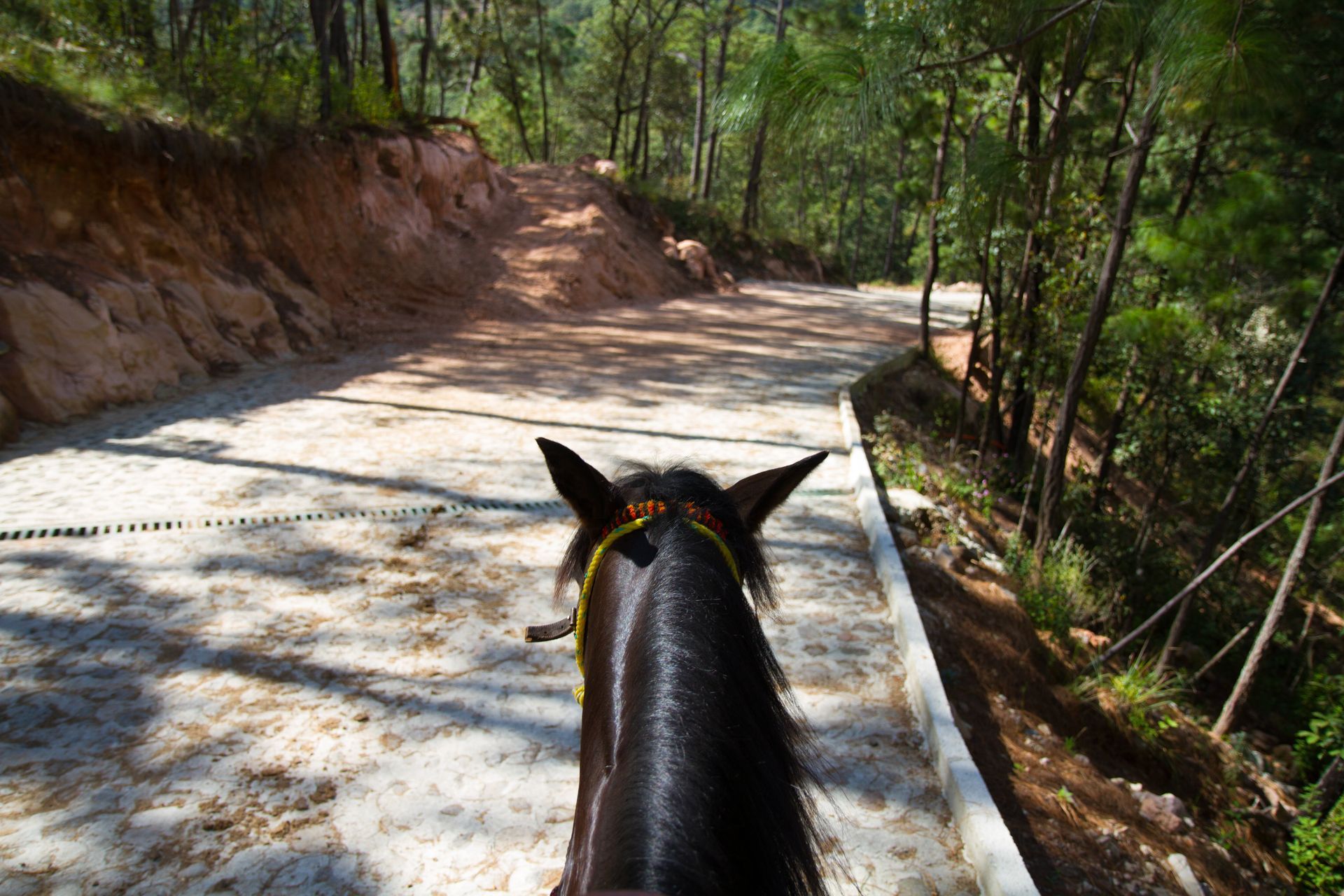 Un caballo va cabalgando por un camino de tierra en el bosque.