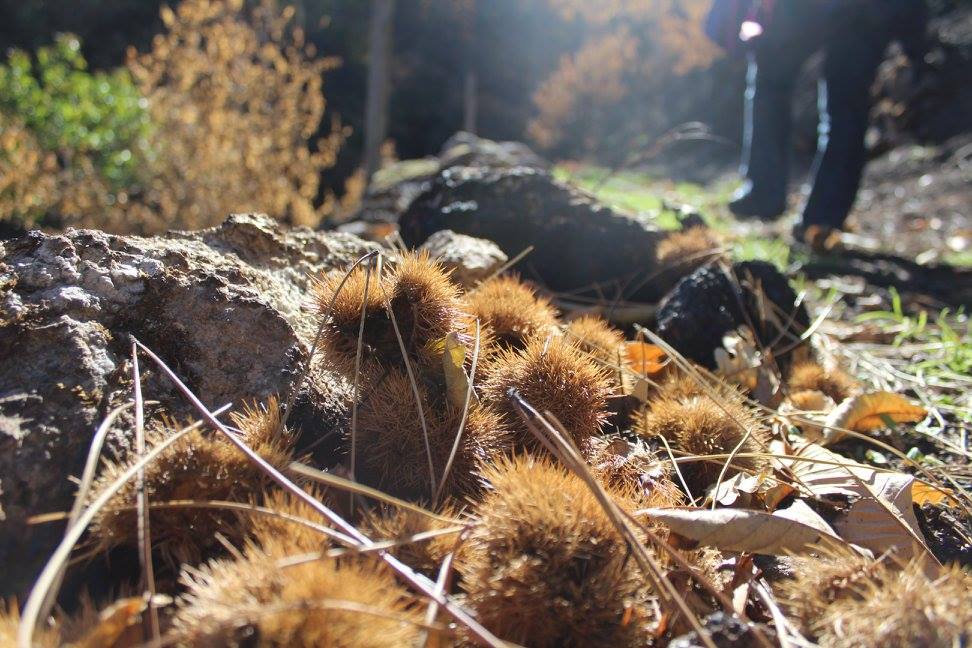 chestnut urchins