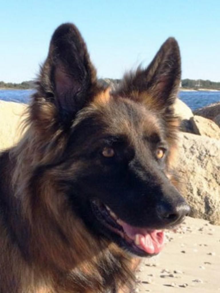 Long-haired German Shepherd with a black muzzle and amber eyes, outdoors near the ocean.
