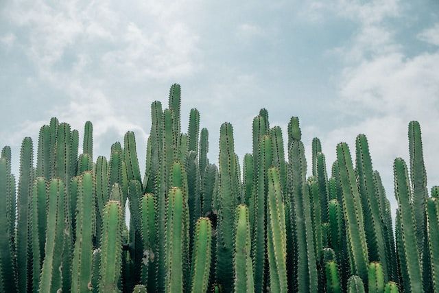 cacti