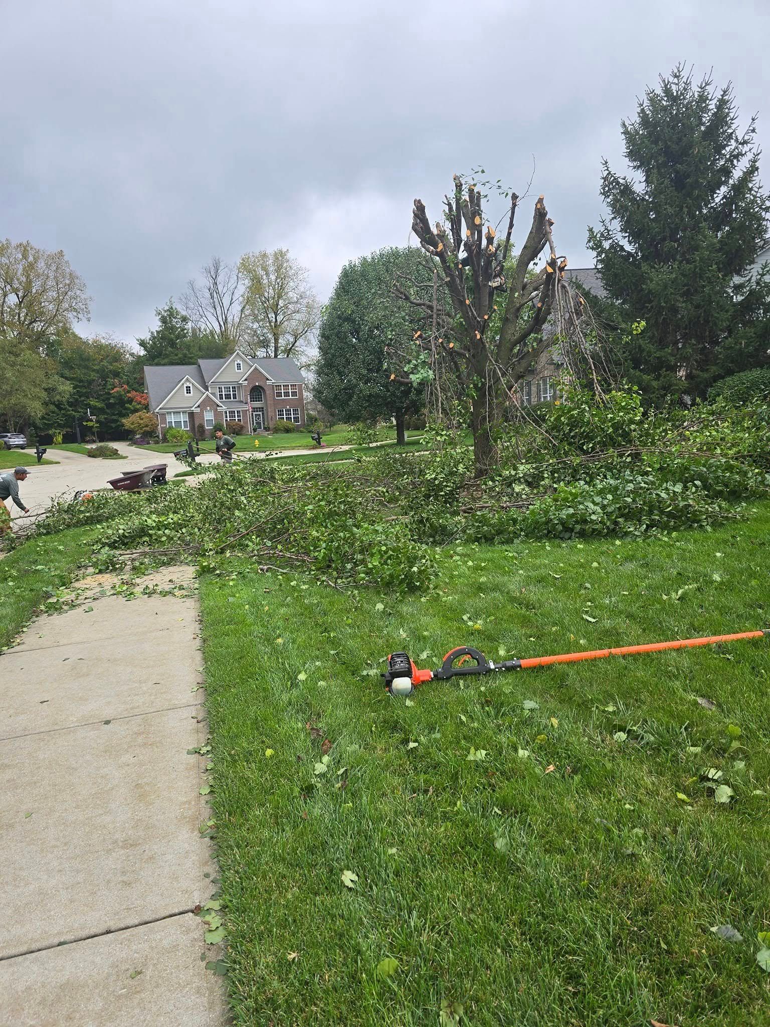 Yard work in progress: tree trimmings on grass, walkway in foreground, houses in background.