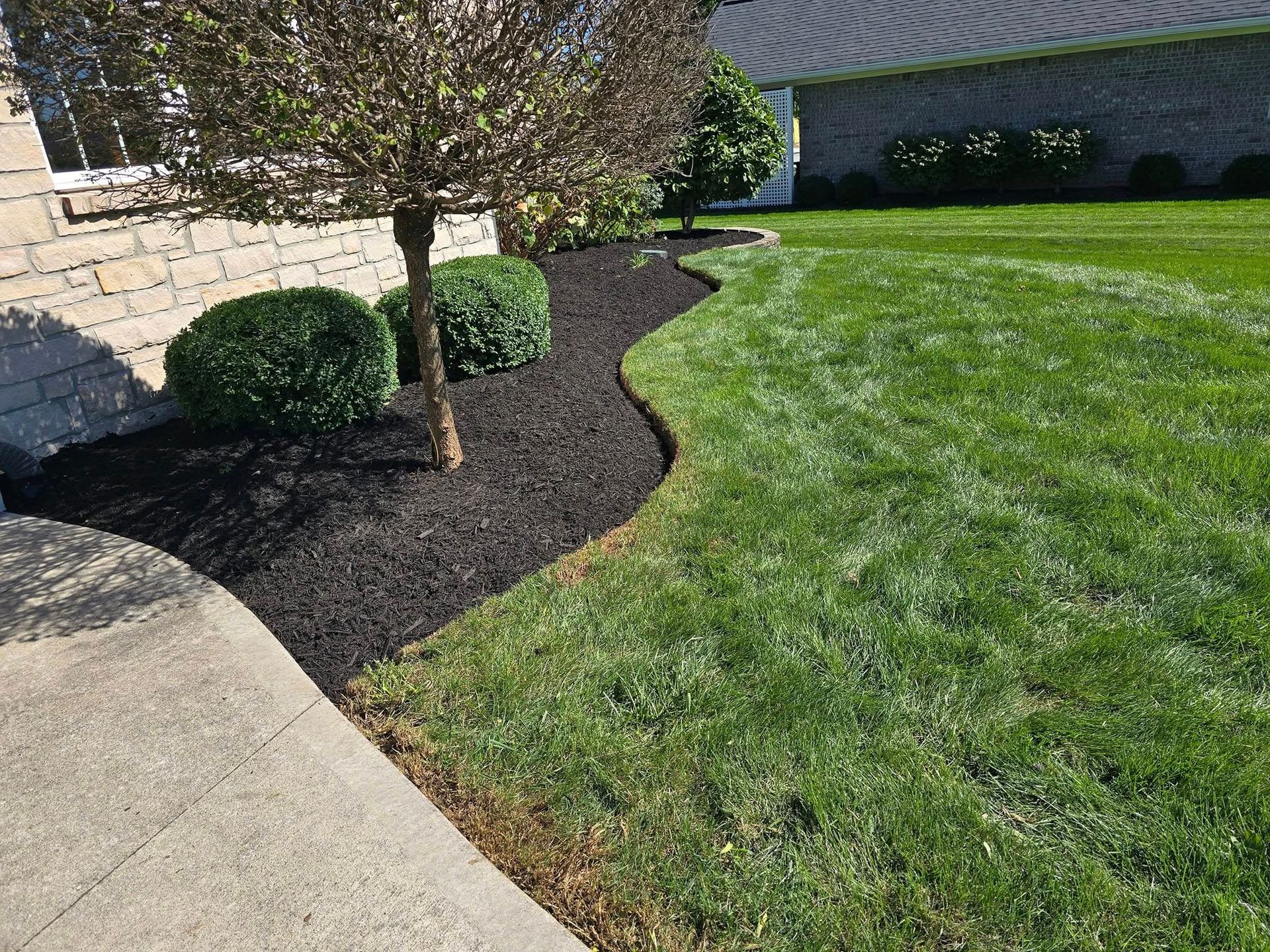 Lawn with a black mulch bed, a small tree, and green shrubs, next to a sidewalk and lawn.