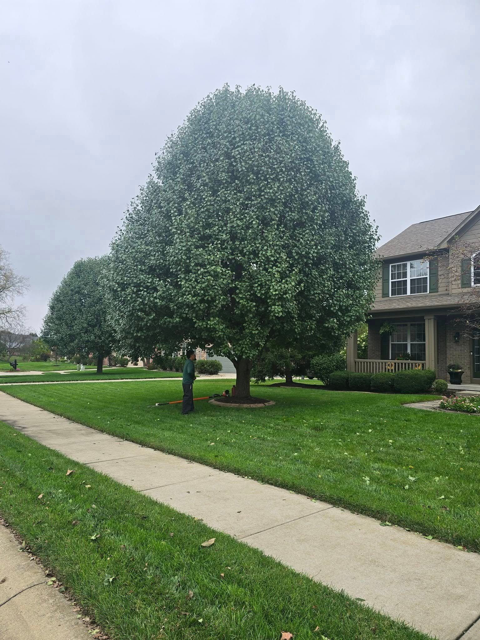 Lush green trees line a sidewalk beside a green lawn and a suburban house on an overcast day.
