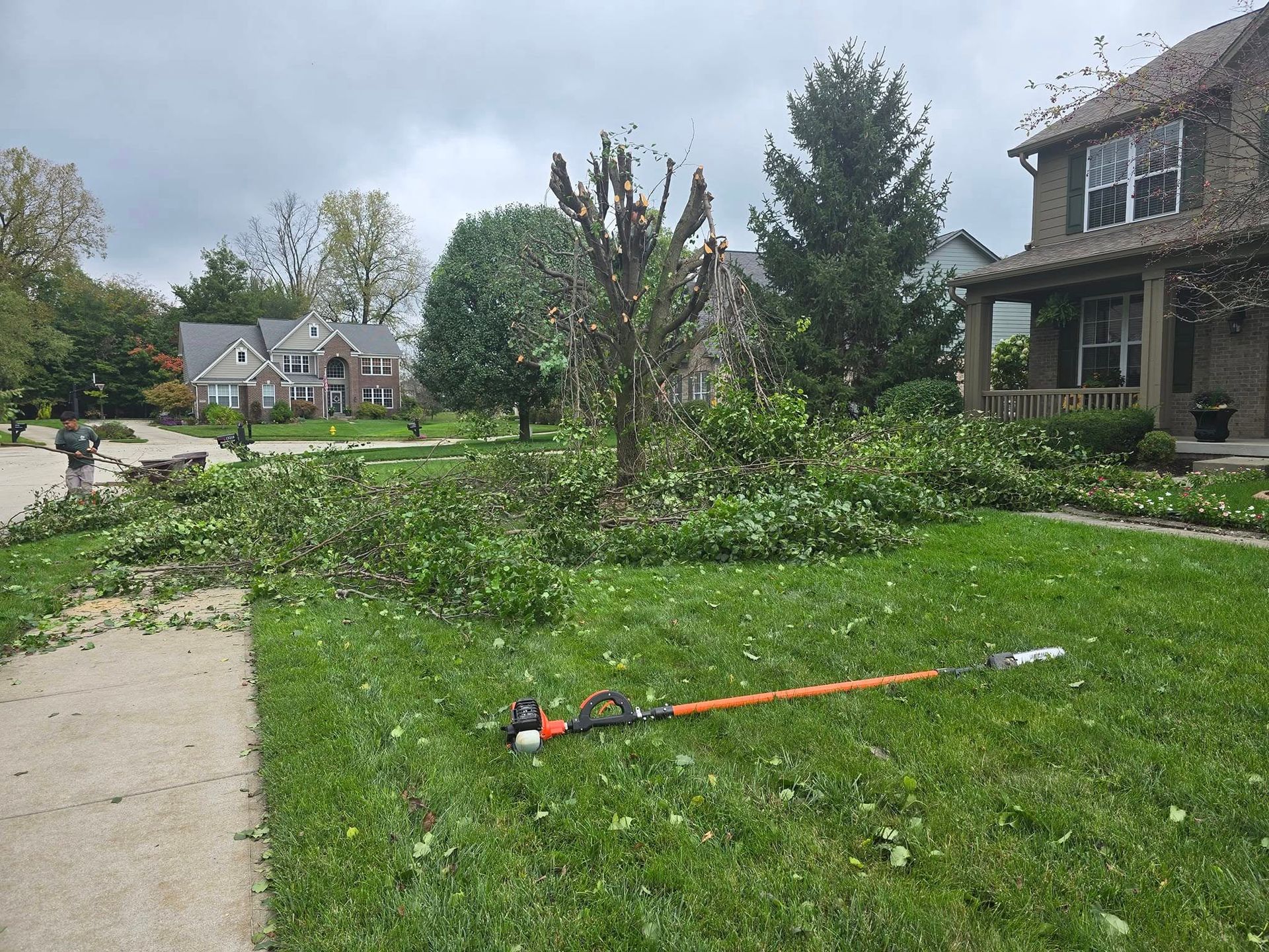 A tree being trimmed in a residential yard, with branches scattered on the grass and sidewalk. Overcast sky.
