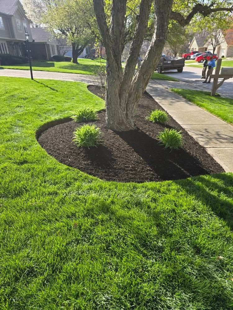 Tree in landscaped bed with mulch and green plants, surrounded by lush green grass, next to a sidewalk.